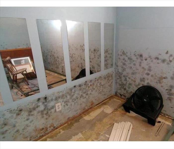 How long after water damage does mold grow?
