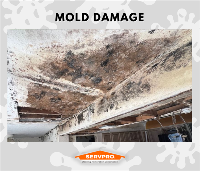 MOLD REMEDIATION