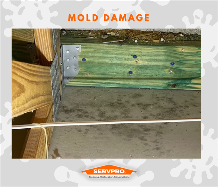 MOLD REMEDIATION