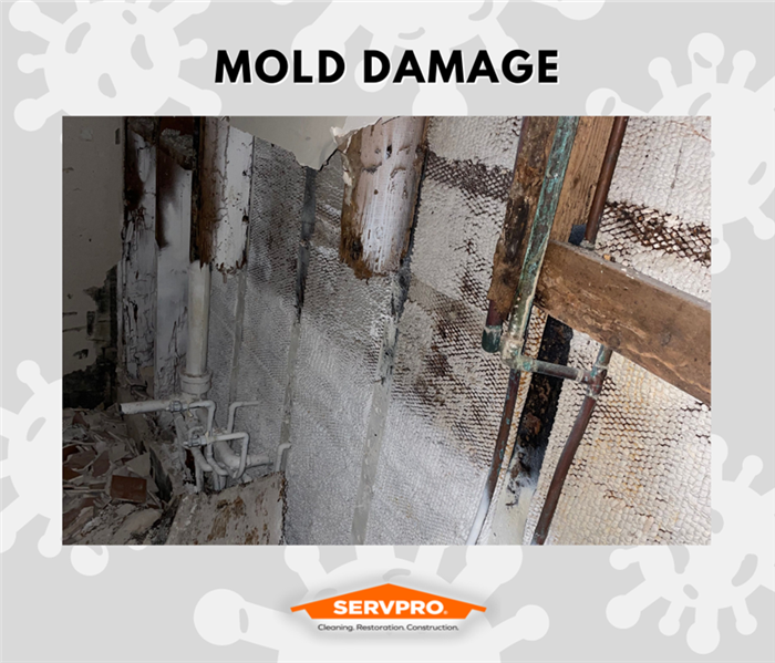 MOLD REMEDIATION