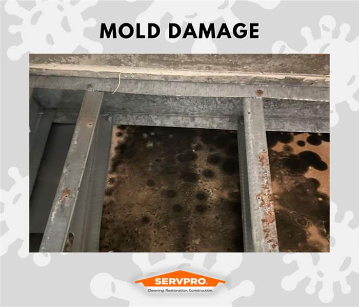 MOLD REMEDIATION