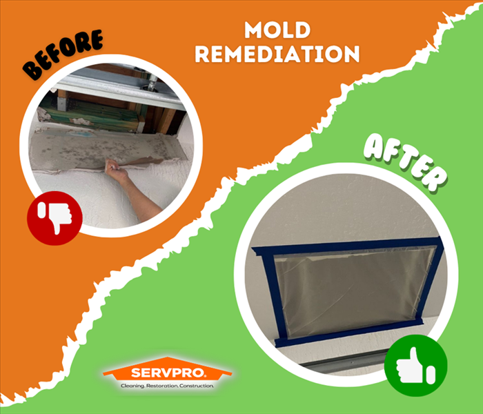 MOLD REMEDIATION