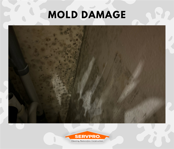 MOLD REMEDIATION