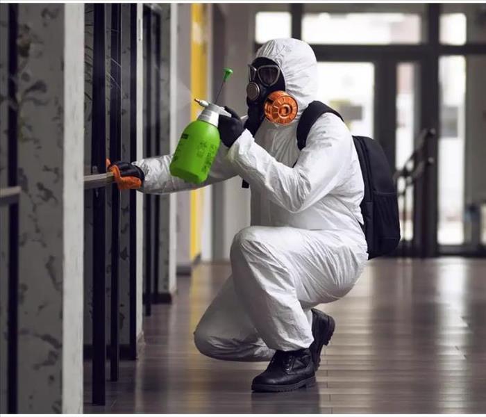 Mold Cleanup and Restoration for Your Business